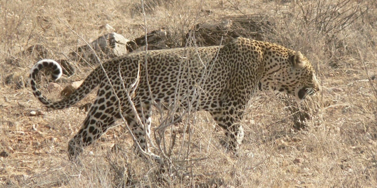 Leopard Safari in Udaipur