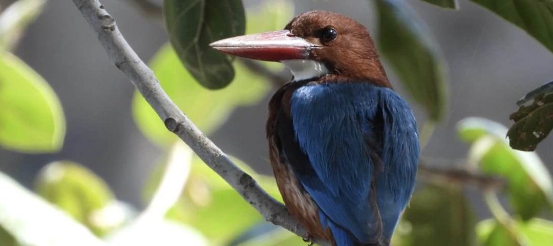 Sitamata sanctuary Bird watching Tour