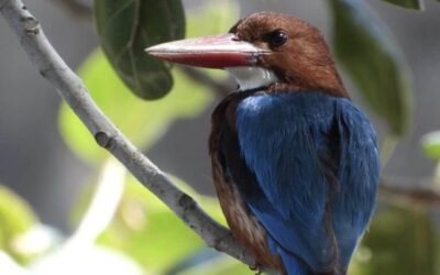 Sitamata sanctuary Bird watching Tour